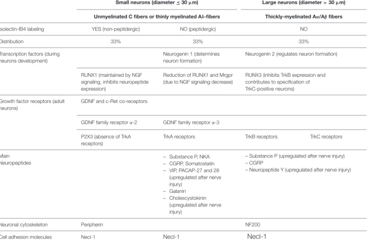 TABLE 1 | Characteristics of DRG neurons.