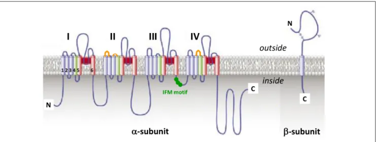 FIGURE 3 | The voltage-gated sodium channel. Schematic representations of α -subunit and auxiliary β -subunit of Na V channels, in which cylinders are