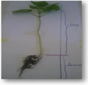 Figure 16 : mesure de la longue des tiges et des racines                                        