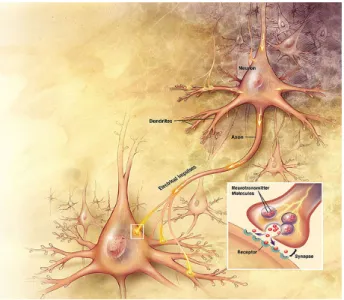 Figure 1.2: Action potentials arriving at the synapses of the upper right neuron stimulate currents in its dendrites; these currents depolarize the membrane at its axon, provoking an action potential that propagates down the axon to its synaptic knobs, rel