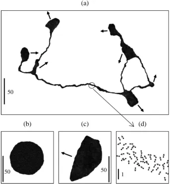 FIG. 4: Typical shape of a liquid cohesive group of 16384 particles (model (4), ρ = 161 , β = 20 arrows indicate direction of motion)