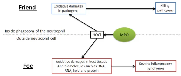 Figure 1. Myeloperoxidase (MPO) plays a critical role in the immune defense system by  producing hypochlorous acid (HOCl) which contributes to killing pathogens