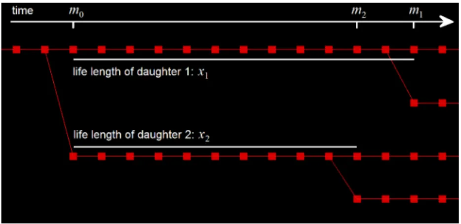 Figure 2.1: Sample of the cell lineage indicating how life lengths are calculated.
