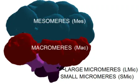 Figure 2.2: The four cell populations identifiable at the 32-cell stage: 16 mesomeres, 8 macromeres, 4 large micromeres, and 4 small micromeres.