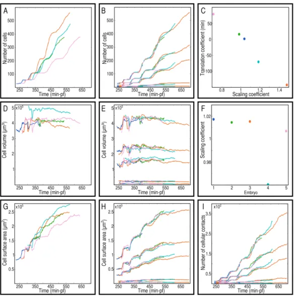 Figure 2.4: Embryo-level dynamics before and after temporal and spatial rescaling. Start- Start-ing from the 32-cell stage, the global measures of five specimens e = 1,...,5 are plotted over their respective imaging periods