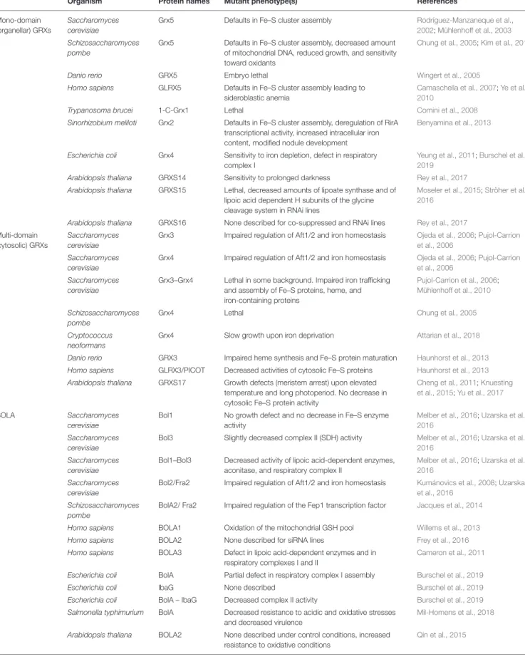 TABLE 1 | Iron-related phenotypes of bolA and glutaredoxin mutants from various sources.