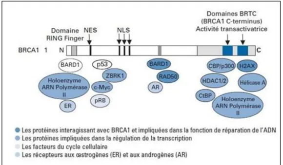 Figure 04 :  Les principaux domaines fonctionnels de BRCA1 (Rodriguez et al. 2000). 