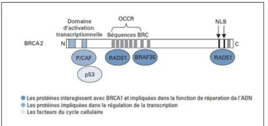 Figure 05 :  Principaux domaines fonctionnels de BRCA2 (Rodriguez et al. 2000). 