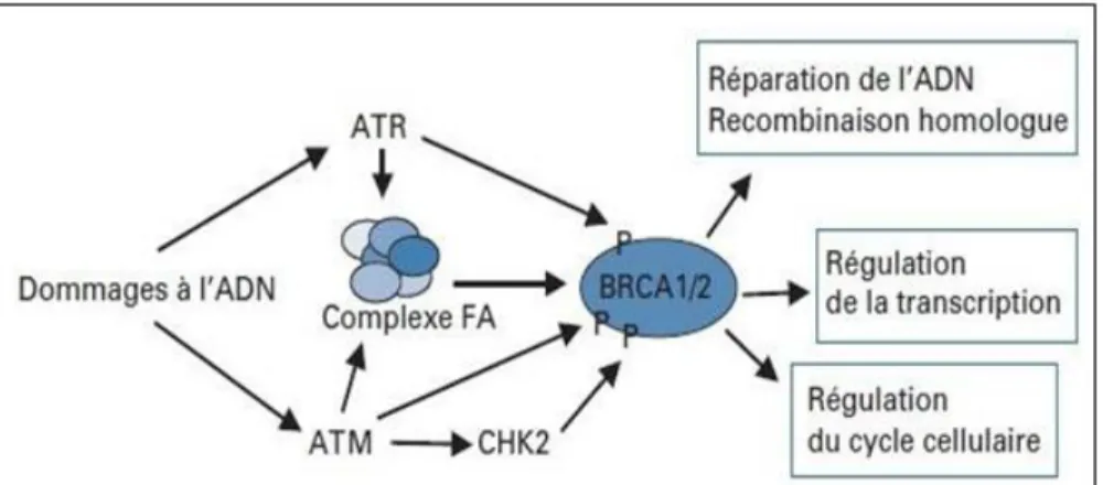 Figure 06 :  Les fonctions de BRCA1 et BRCA2 impliquées dans la réponse aux  dommages à l’ADN (Rodriguez et al