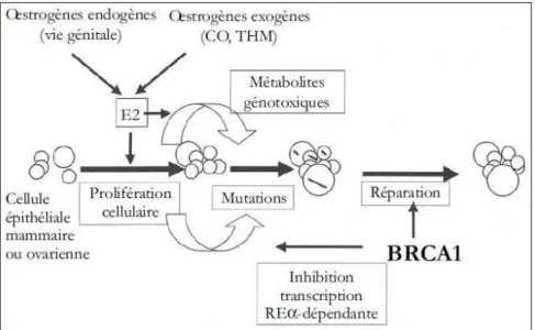 Figure  07  : Rôle    de    BRCA1    dans    le    contrôle    de    la    prolifération   cellulaire oestrogéne dépendante (Rodriguez et al