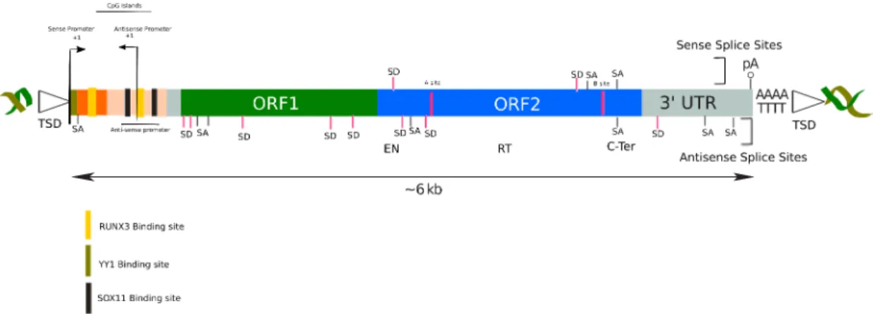 Figure 3: Structure of the L1 element. A prototype L1 element is approximately 6kb in length and is surrounded  by  target-site  duplications  (TSD)