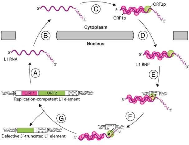 Figure  7:  L1  life  cycle.  L1  replication  starts  with  the  transcription  of  a  bicistronic  mRNA  (A)