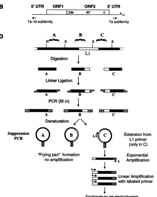 Figure  12:  ATLAS  method  flow  diagram  (315). Genomic DNA digestion is performed with selected restriction  enzymes, which possess restriction sites within L1 sequences and are insensible to CpG methylation