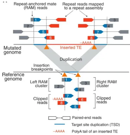 Figure 17: TEA flow chart (26). Two types of supporting reads are identified in order to detect somatic insertions  of  TEs  from  paired-end  read  data  in  tumor  and  matched  normal  genomes:  (i)  Repeat-anchored  mate  (RAM)  reads,  in  which  one 