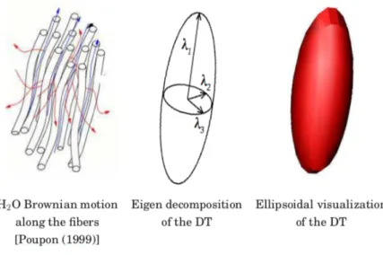Figure 2.2: Diffusion tensor representation from (Descoteaux, 2008)