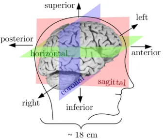 Figure 3.4: The human brain sectioning. Anatomical planes and directions along which the brain is sliced