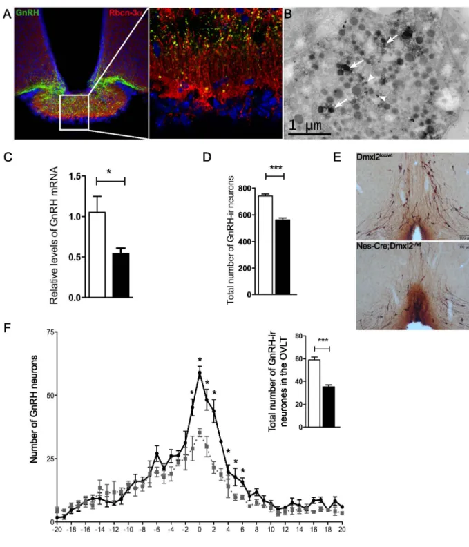 Figure 6. Hypothalamic GnRH mRNA and GnRH-IR neuron levels are lower in the hypothalamus of nes-Cre ; Dmxl2 –/wt mice