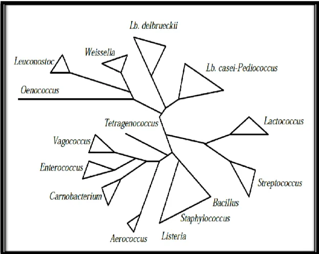 Figure 2 :  Arbre phylogénique des bactéries lactiques et  comparaison avec les genres Aerococcus, Bacillus, Listeria et 