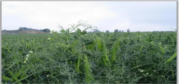 Figure 6 :  Champ de pois protéagineux  (Source :  Cuvelier , 2006) 