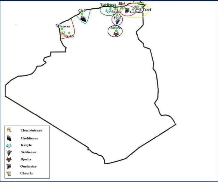 Figure 7 : Répartition géographique des différents types du bovin local en Algérie  (Source : Itebo, 1997) 