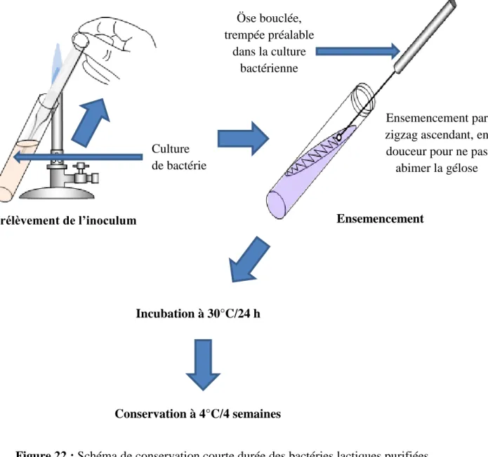Figure 22 : Schéma de conservation courte durée des bactéries lactiques purifiées   (Source : Badis, 2005) 