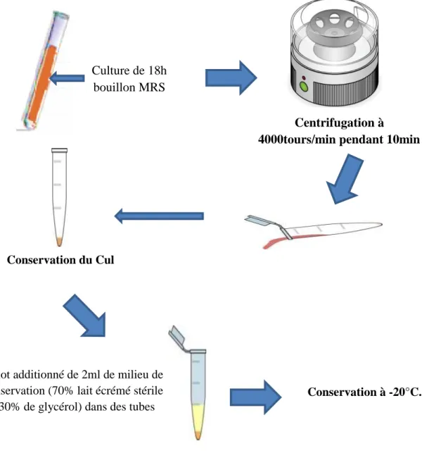 Figure 23 : Schéma de conservation longue durée des bactéries lactiques purifiées   (Source : Badis, 2005) 