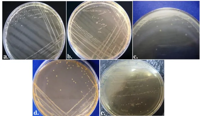 Figure 24 : Aspect macroscopique des souches de l’échantillon 1 aux milieu M17 après  24h d’incubation, (a) Lactobacillus, (b) Streptococcus, (c) Pediococcus, (d) 