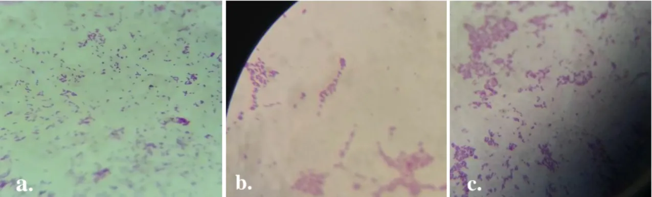 Figure 26 : Observation microscopique des souches de l’échantillon 2 après la  coloration de Gram (G x100), (a) Lactobacillus, (b) Pediococcus, (c) Enterococcus 