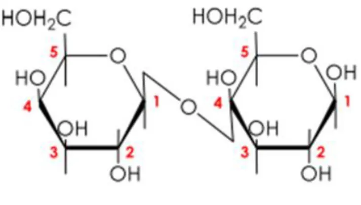 Figure 1 : Structure Haworth du Lactose (Renhe et al., 2019). 