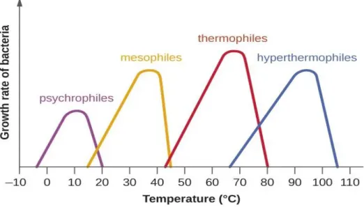Figure 07 : la température des bactéries  (MIETTON, 1994 ) 