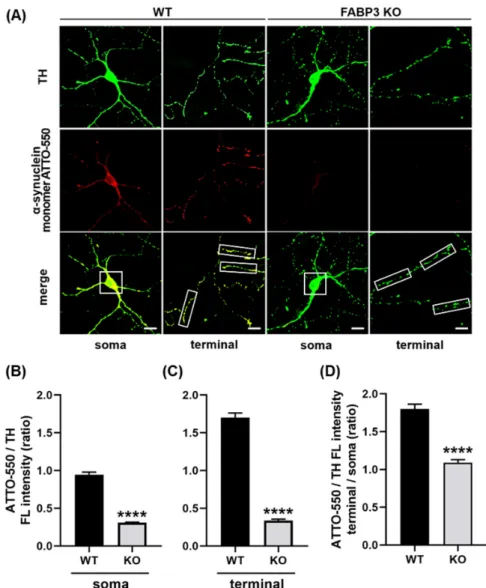 Figure 1. Cultured primary dopaminergic neurons require fatty acid-binding protein 3 (FABP3) to  take up α-Synuclein