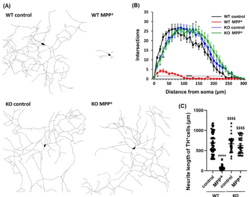 Figure 3. Representative dendritic morphology of TH +  dopaminergic neurons derived from wild type  or FABP3 −/−  mice