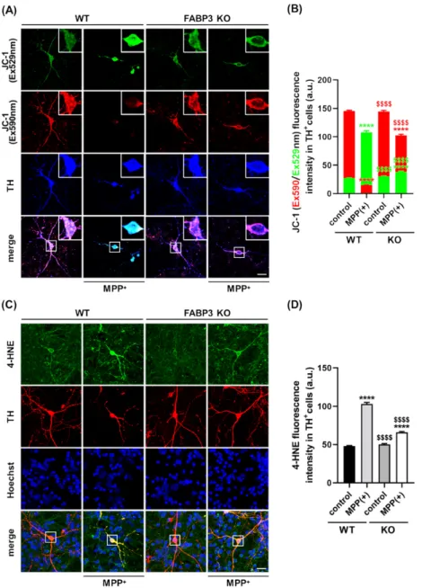 Figure 4. FABP3 is involved in MPP + -induced reduction of mitochondrial activity and ROS  production in dopaminergic neurons