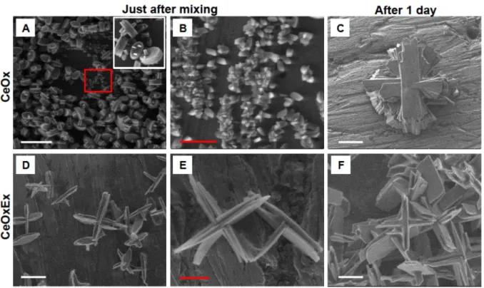 Figure  3.  Environmental  electron  scanning  microscopy  (ESEM)  of  cerium  oxalate  particles  under  stoichiometric conditions (A, B, C) and excess of oxalic acid (D, E, F) synthetized in ternary solvent  Tern1 just after mixing (A, B, D, E) and after