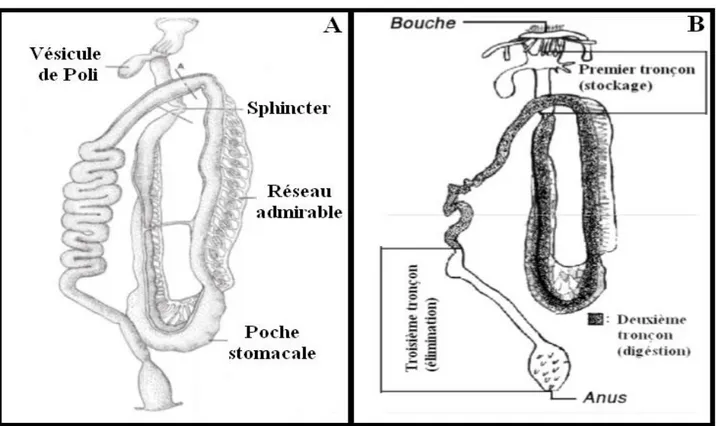 Figure  3 :  Tube  digestif  d’une  holothurie.  Schéma  générale  (A)  D’après  Oomen,(1926)  In  Massin et jangoux, (1976)].Différentes parties du tube digestif caractérisées par leurs fonctions  physiologiques (B)(In Mezali, 1998)