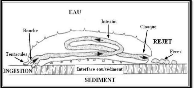 Figure  9 : Schéma montrant le transit digestif d'une holothurie aspidochirote (d’après Conand,  1994, Modifiée par Belbachir, 2012)