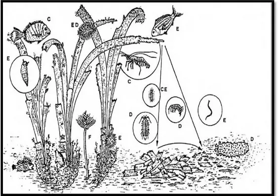 Figure  10 :  Représentation  schématique  des  relations  trophiques  dans  un  herbier  à  Posidonia  oceanica