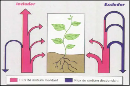 Figure 2. Schématisation du bilan de la circulation du sodium dans les plantes includer ou  excluder(Levigneron et al, 1995)