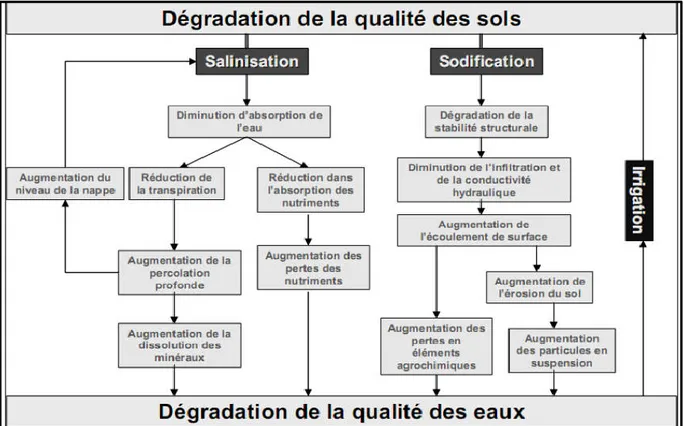 Figure 5. Processus de dégradation de la qualité des sols suite à l’irrigation  (Lahlou et al, 2002)
