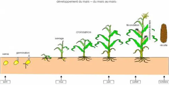 Figure 05 : Schéma des différentes phases de croissance du maïs ( du grain planté à  l'épi récolté) 