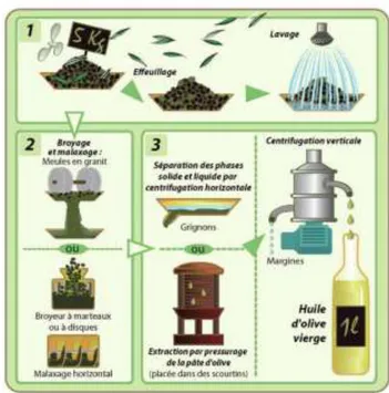 Figure n°4 : procède de fabrication de l’huile d’olive 