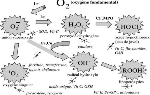 Figure 01. Mécanisme physiologique de la défense antioxydante (Elsevier, 2002) I.3.2.1.Systèmes de défense enzymatiques 