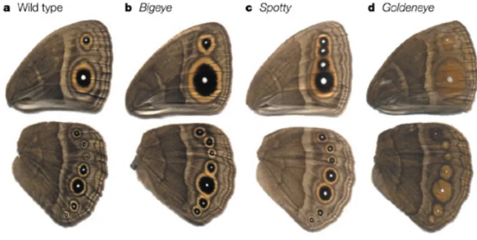 Figure 2.2: From [Beldade 2002]. Wing-pattern mutants. Examples of spontaneous mu- mu-tants isolated in laboratory populations of Bicyclus anynana that show unusual  eyespot-pattern phenotypes