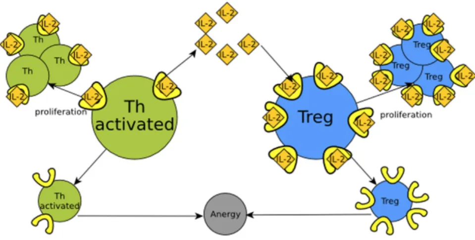 Figure 2.16: From [Pantoja-Hernández 2015]. Regulation of Th (T helper) cells (in green) by retroactivity