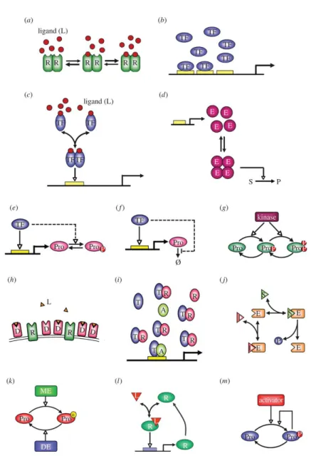 Figure 2.19: From [Zhang 2013]. Illustrations of ultrasensitive response motifs. (a) Positive cooperative binding between ligand L and multimeric (two subunits illustrated) receptor R
