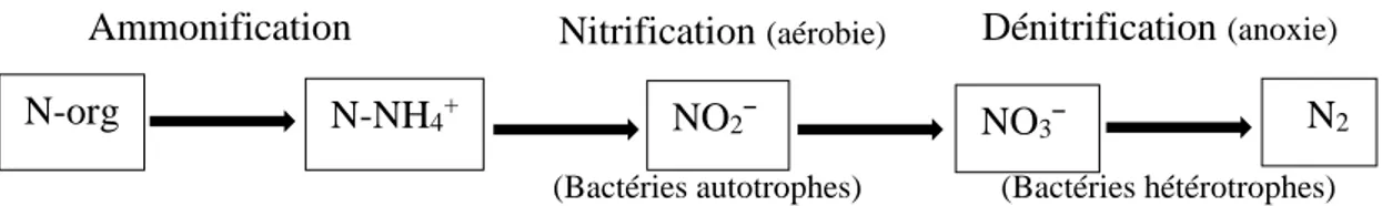 Figure II. 6 : mécanisme de dégradation des matières azotées dans les procédés biologiques