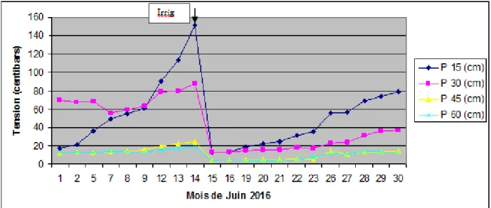 Fig 3.7 - Evolution des tensions relevées durant le mois de Juillet 2016 au niveau du site expérimental  La figure 3.8 montre que la  tension (charge) atteint 179 centibars au niveau de la profondeur  de mesure (15 cm) et 71 centibars à la cote 30 cm, dix 