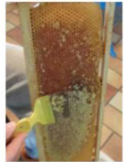 Figure 4 : Désoperculation(Lequet, 2010)  b .l’extraction  