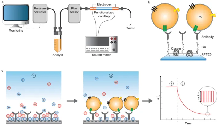 Figure 4: Immunocapture of EVs in a functionalized capillary for electrokinetic biosensing