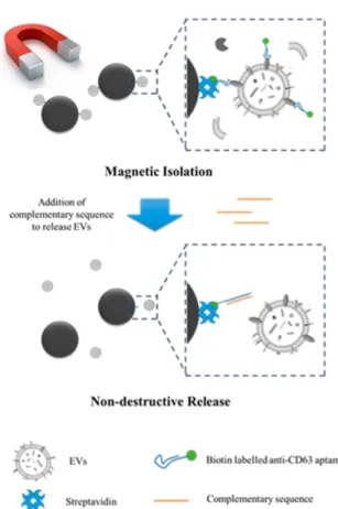 Figure 6: Capture and release of EVs using magnetic beads coupled to CD63 aptamers. Thanks to a complementary sequence, EVs  can be release in a non-destructive manner